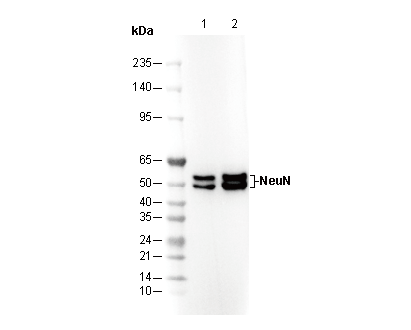 NeuN Antibody
