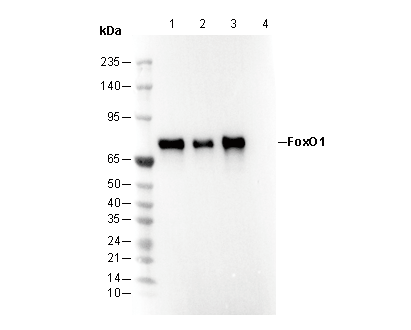 FoxO1 Antibody
