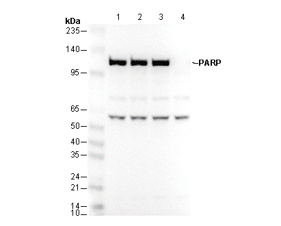 PARP1 Antibody