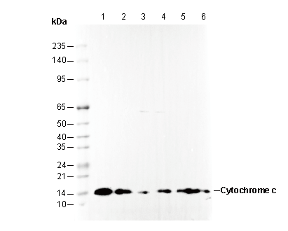Cytochrome C Antibody