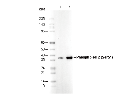 Phospho-eIF2α (Ser51) Antibody
