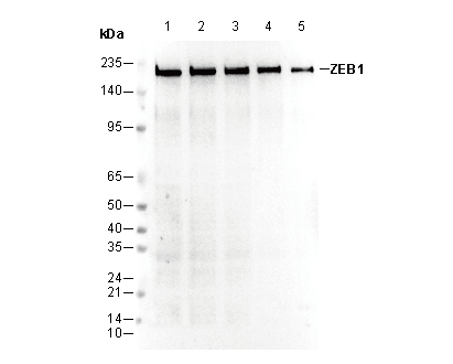 ZEB1 Antibody