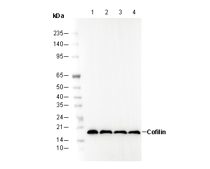 Cofilin Antibody