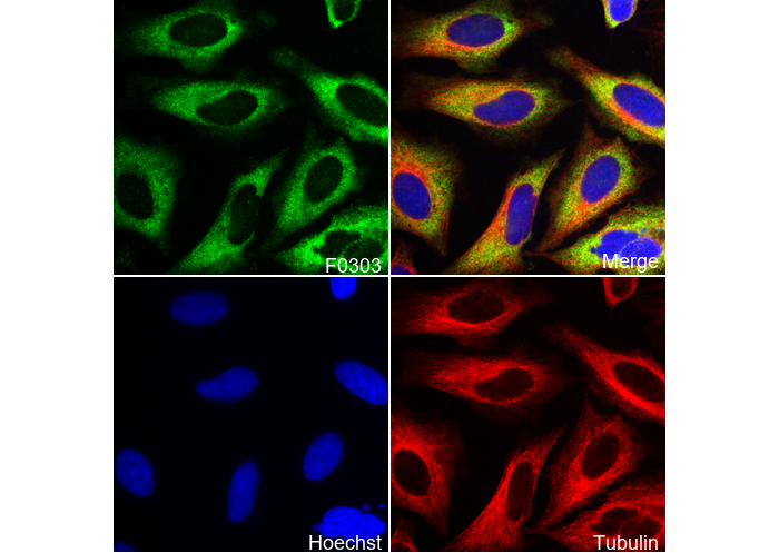 Phospho-S6 Ribosomal Protein (Ser240/244) Antibody