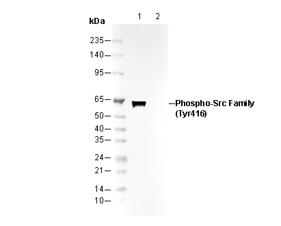 Phospho-Src Family (Tyr416) Antibody