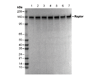 Raptor Antibody