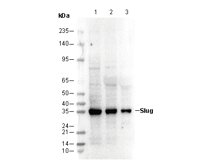 Slug Antibody