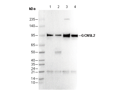 GCN5L2 Antibody