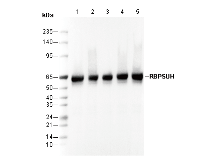 RBPSUH Antibody