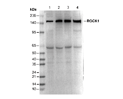 ROCK1 Antibody