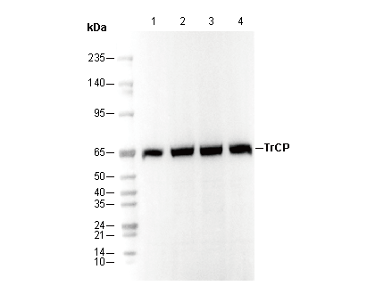 TrCP Antibody