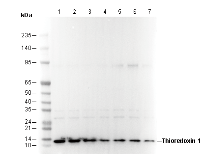 Thioredoxin 1 Antibody