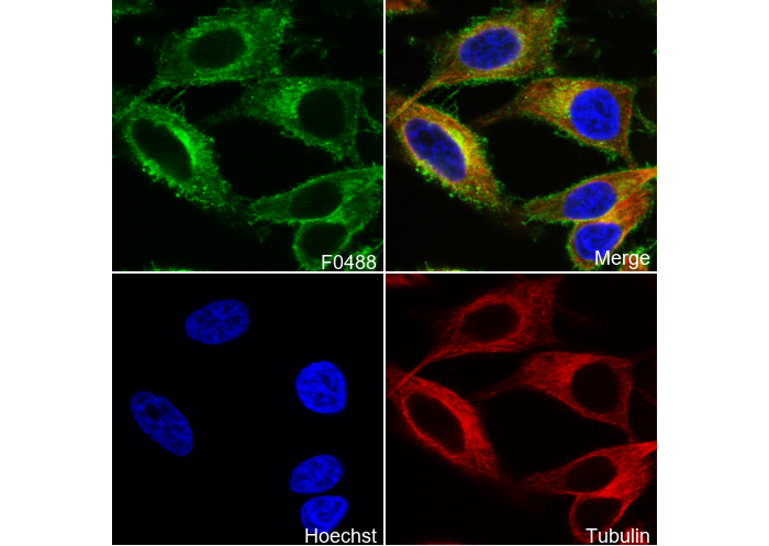 Notch2 Antibody