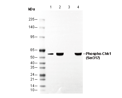 Phospho-Chk1 (Ser317) Antibody