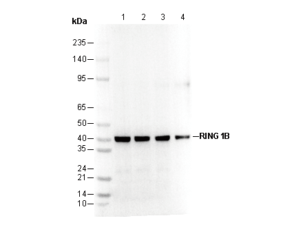 RING1B Antibody