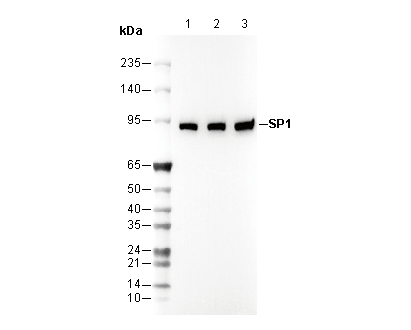 SP1 Antibody