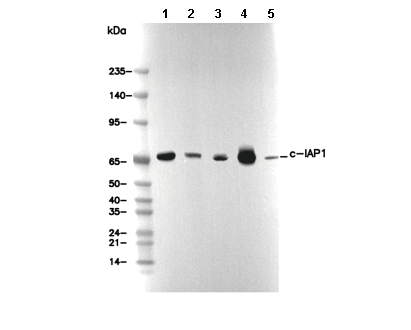 c-IAP1 Antibody