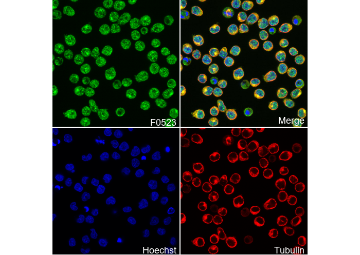Lamin B1 Antibody