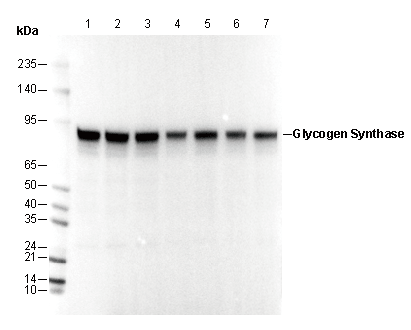Glycogen Synthase (GYS1/GYS2) Antibody