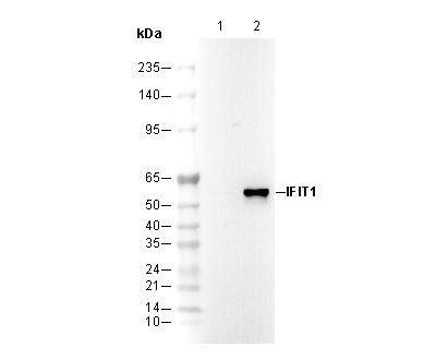 IFIT1 Antibody