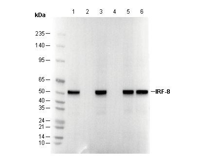 IRF-8 Antibody