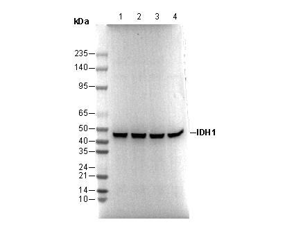 IDH1 Antibody