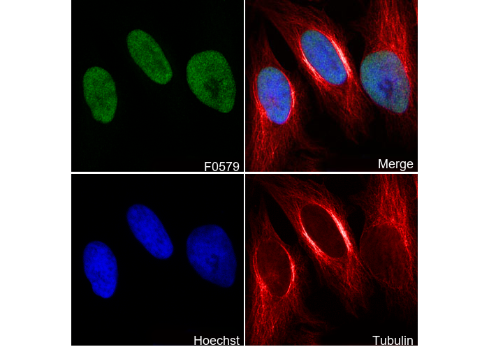Ku80 Antibody