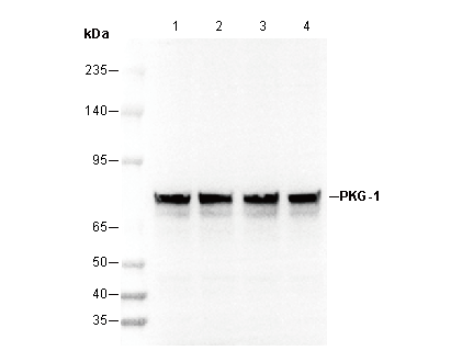 PKG-1 Antibody