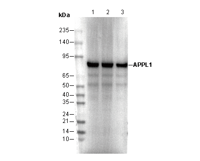 APPL1 Antibody