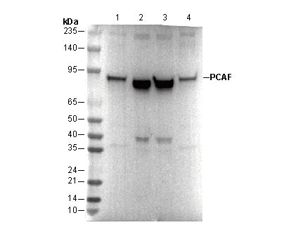 PCAF Antibody