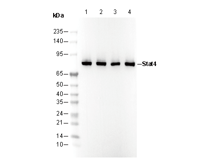 Stat4 Antibody