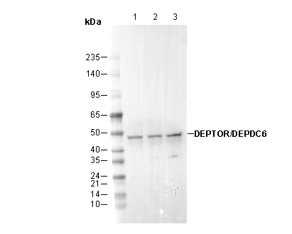 DEPTOR/DEPDC6 Antibody