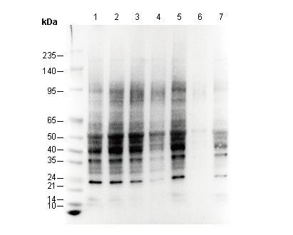 Mono methyl Arginine Antibody
