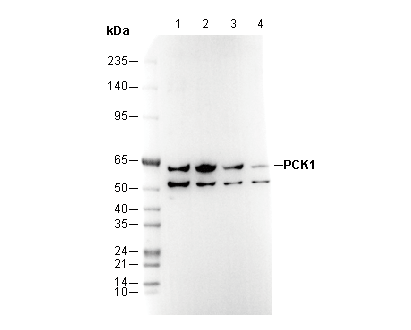 PCK1 Antibody