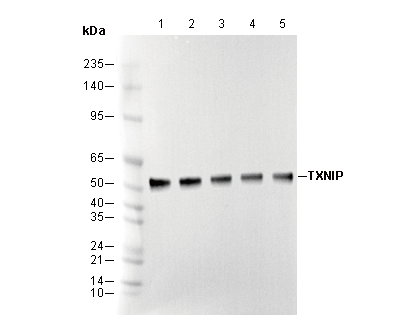 TXNIP Antibody