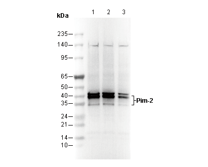 Pim-2 Antibody