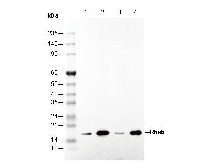 Rheb Antibody
