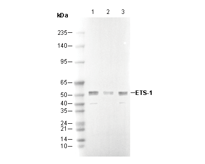 ETS-1 Antibody