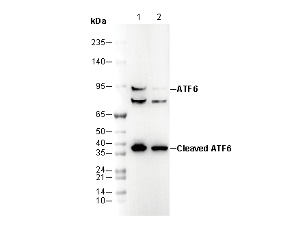 ATF6 Antibody