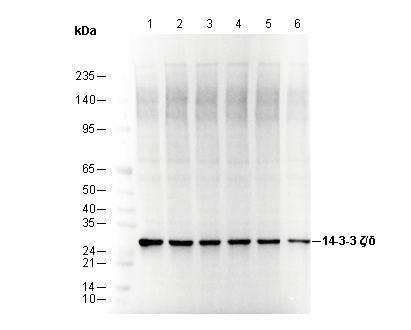 14-3-3 ζ/δ Antibody