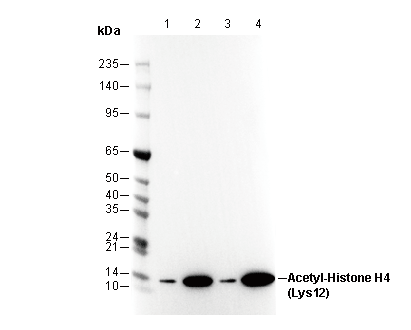 Acetyl-Histone H4 (Lys12) Antibody