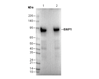 BAP1 Antibody