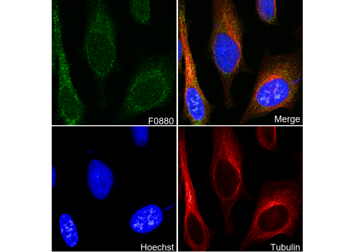 C1QBP Antibody