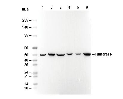 Fumarase Antibody