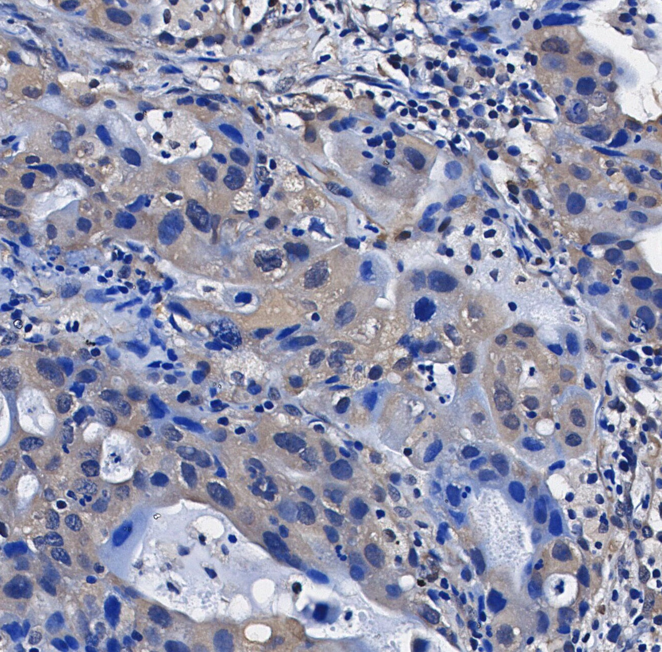 TRAF1 Antibody