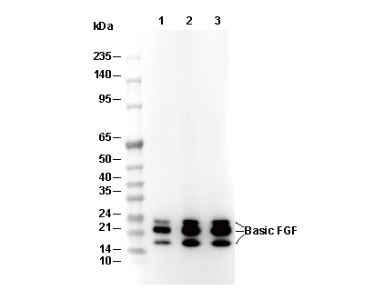 Basic FGF Antibody