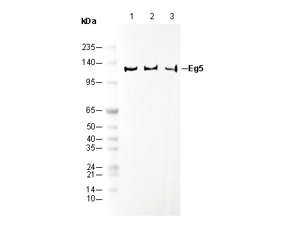 Eg5 Antibody