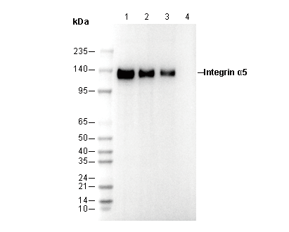Integrin α5 Antibody