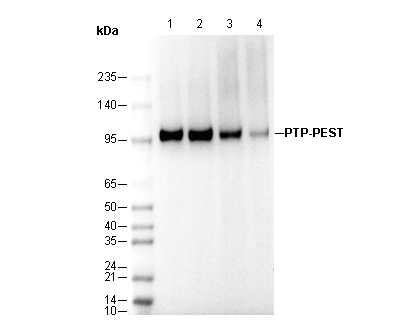 PTP-PEST Antibody