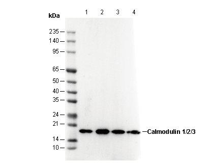 Calmodulin 1/2/3-C-terminal Antibody